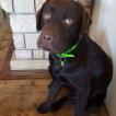 loony, Labrador Retriever