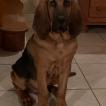 o neil, Bloodhound (chien de sainthubert)