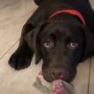 Zoe, Labrador Retriever