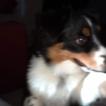 OLLY, Pastor Australiano