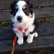 Oihan, Border Collie