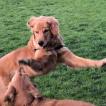 Thelonious Coltrane (Theo), Golden Retriever