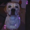 Olympe, Labrador Retriever