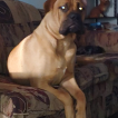 Ed, Bullmastiff