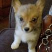 Finnegan "Finn", Corgi Galés De Pembroke