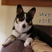 Shep, Welsh Corgi Pembroke
