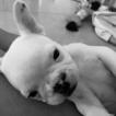 OLAF, Bulldog Francés