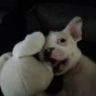 OLAF