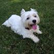 Daisy, West highland white terrier