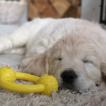 Freya, Golden Retriever