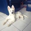 Vali, Berger Blanc Suisse