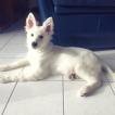 Vali