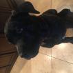 Kratos, Cane Corso