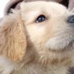 Lucky, Golden Retriever