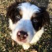 Huck, Pastor Australiano