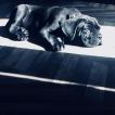 Goliath, Cane Corso