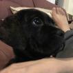 Scott, Cane Corso
