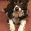 Mollie, Border Collie