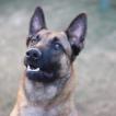 Narko des guêpier d'europe, Pastor Belga Malinois