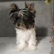 OKAY, Yorkshire Terrier