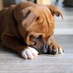 Oslo, Staffordshire Bull Terrier