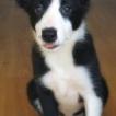 Luna, Border Collie