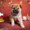 MrFirst, Shiba Inu Japonés