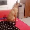Oscar, Pastor Belga Malinois