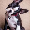 Paco, Boston Terrier