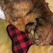 Gracie, Pastor De Brie O Briard