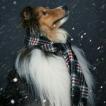 Lucky, Pastor De Shetland