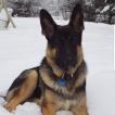 Tyson, Pastore tedesco
