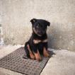 Ouzko, Beauceron