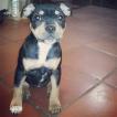 Oups, Staffordshire Bull Terrier