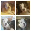 Diesel, Bulldog americano