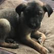 Max ( shepinois ), Malinois Shepherd Dog