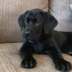 Louisiana Livin Super Nelli, Labrador Retriever