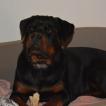 OXANA, Rottweiler