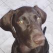 Olix, Braco Alemán De Pelo Corto