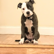 Misty, Staffordshire Bull Terrier
