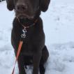 Ohana, Labrador Retriever