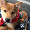 Oko, Shiba Inu Japonés