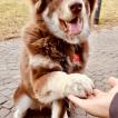 Hayley, Malamute De Alaska