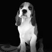 Shade, Beagle