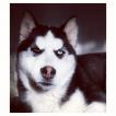Freya, Siberian Husky