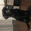 Mack, Labrador Retriever