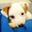 Shibi, Jack Russell