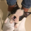 Ona, Boston Terrier
