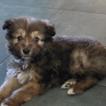 O'weiler, Border Collie