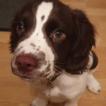 Thor, Springer Spaniel Inglese